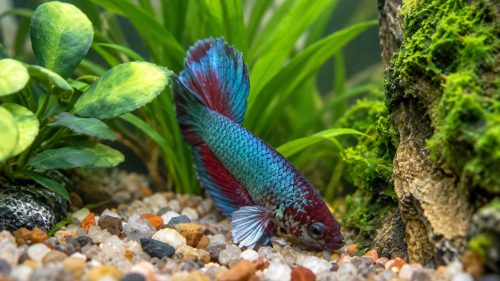 Betta fish bottom of aquarium