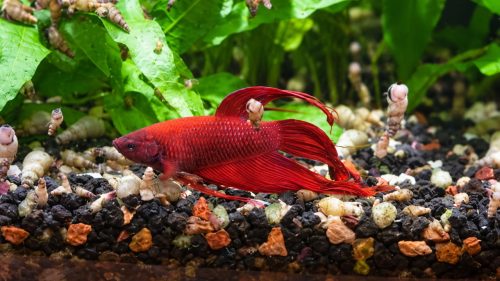 Betta hanging at bottom of the tank