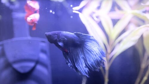 Betta Fish in the aquarium
