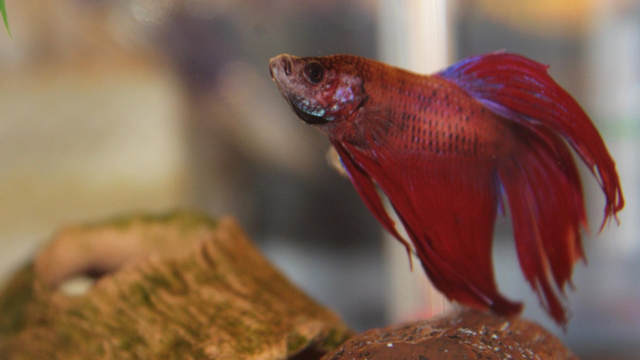 Bloated Betta: 3 Main Causes of Bloat in Betta Fish