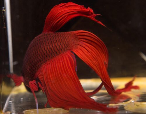 Swim Bladder Disease in Betta Fish